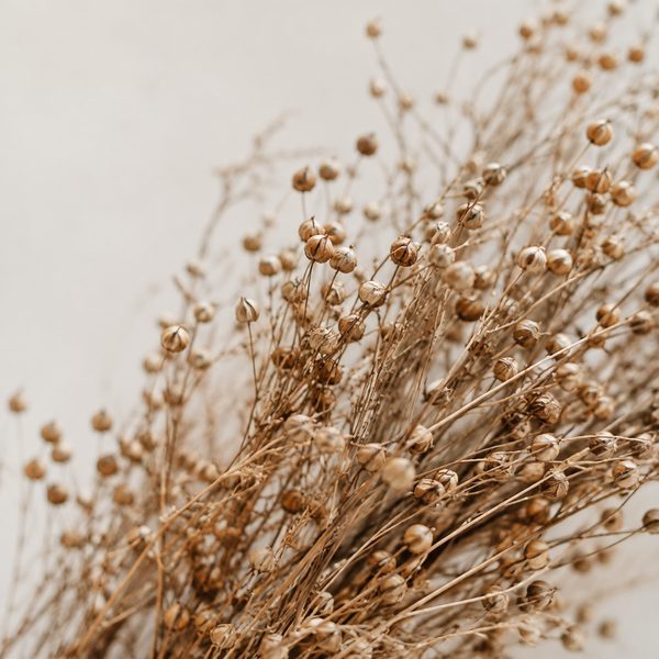 Dried flax