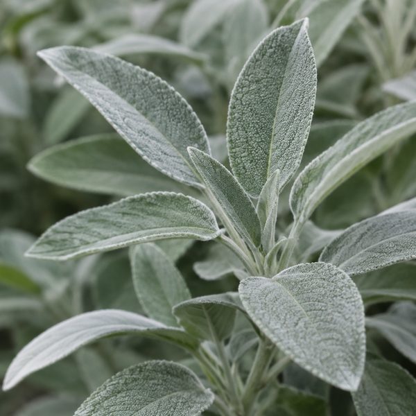 Sage leaves