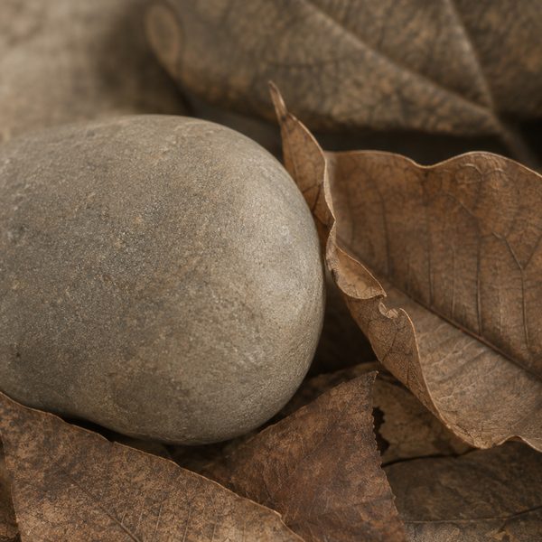 A river stone and dry leaves